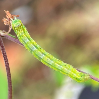 Lepidoptera unclassified IMMATURE moth at Surf Beach, NSW - 25 Jan 2024 by Hejor1