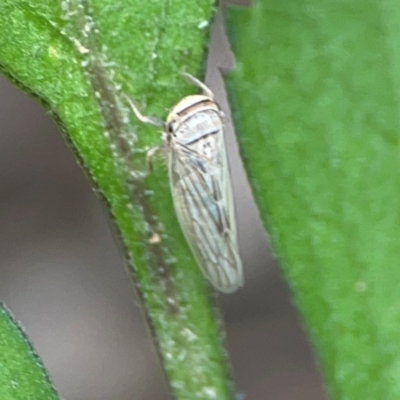 Exitianus plebeius (A leafhopper) at Surf Beach, NSW - 25 Jan 2024 by Hejor1