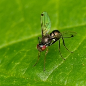 Parapalaeosepsis plebeia at Weston, ACT - 22 Jan 2024 02:25 PM