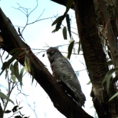 Callocephalon fimbriatum (Gang-gang Cockatoo) at Colo Vale - 23 Jan 2024 by GlossyGal