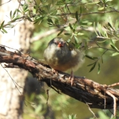 Neochmia temporalis (Red-browed Finch) at Wingecarribee Local Government Area - 23 Jan 2024 by GlossyGal