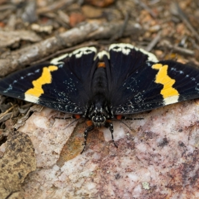Eutrichopidia latinus (Yellow-banded Day-moth) at Block 402 - 22 Jan 2024 by Kenp12