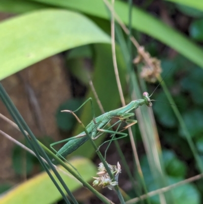 Pseudomantis albofimbriata (False garden mantis) at Watson, ACT - 25 Jan 2024 by AniseStar
