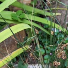 Pseudomantis albofimbriata at Watson, ACT - suppressed