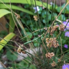 Pseudomantis albofimbriata at Watson, ACT - suppressed