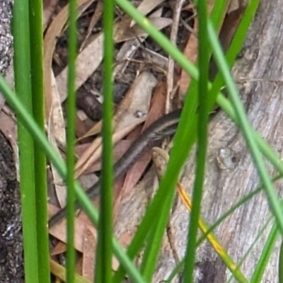 Lampropholis delicata (Delicate Skink) at Watson, ACT - 25 Jan 2024 by AniseStar