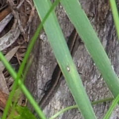 Lampropholis delicata at Watson, ACT - 25 Jan 2024