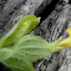 Erythranthe moschata at Bolaro, NSW - 20 Jan 2024