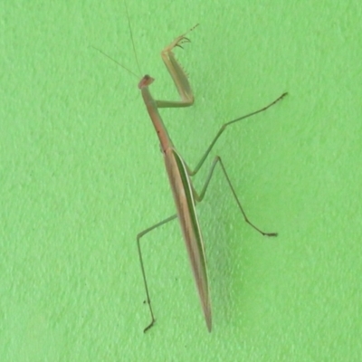 Tenodera australasiae at West Wodonga, VIC - 24 Jan 2024 by KylieWaldon