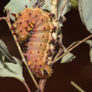 Opodiphthera eucalypti at Higgins, ACT - 21 Feb 2023