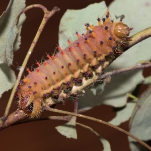 Opodiphthera eucalypti at Higgins, ACT - 21 Feb 2023