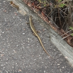 Eulamprus heatwolei (Yellow-bellied Water Skink) at Tidbinbilla Nature Reserve - 25 Jan 2024 by Kelly123456