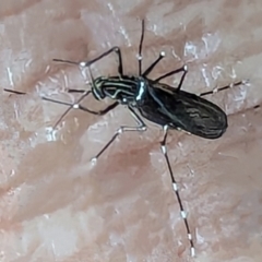 Aedes sp. (genus) (Mosquito) at Watson, ACT - 25 Jan 2024 by AniseStar
