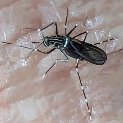 Aedes sp. (genus) (Mosquito) at Watson, ACT - 25 Jan 2024 by AniseStar