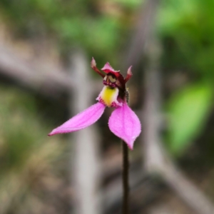 Eriochilus magenteus at QPRC LGA - 25 Jan 2024