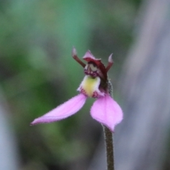 Eriochilus magenteus at QPRC LGA - 25 Jan 2024