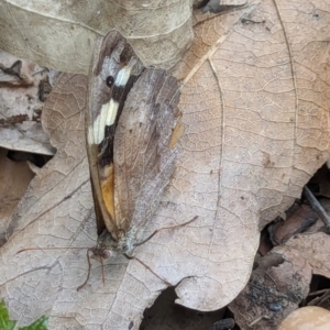 Heteronympha merope at Watson, ACT - 25 Jan 2024