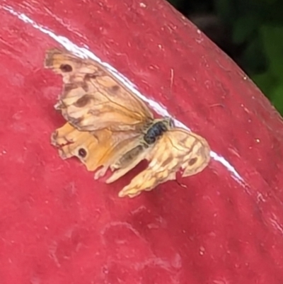 Heteronympha merope (Common Brown Butterfly) at Watson, ACT - 25 Jan 2024 by AniseStar