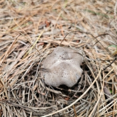 Tricholoma terreum (Grey Knight or Dirty Tricholoma) at QPRC LGA - 25 Jan 2024 by Csteele4