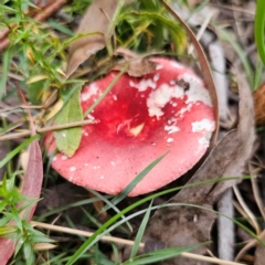 Russula sp. (Russula) at Rossi, NSW - 25 Jan 2024 by Csteele4