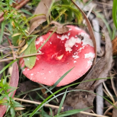 Russula sp. (genus) (Russula) at QPRC LGA - 25 Jan 2024 by Csteele4