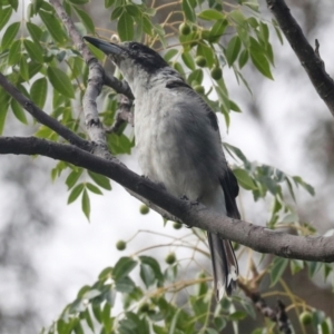 Cracticus torquatus at Higgins, ACT - 20 Jan 2024 08:24 AM