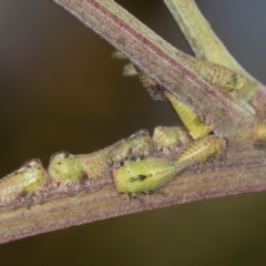 Sextius virescens (Acacia horned treehopper) at Higgins, ACT - 4 Dec 2023 by AlisonMilton