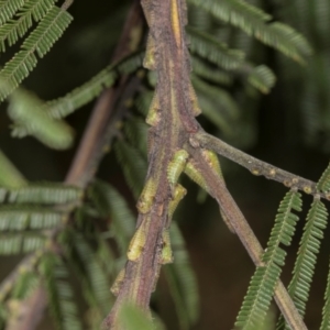 Sextius virescens at Higgins, ACT - 4 Dec 2023