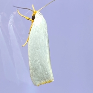 Xylorycta (genus) at QPRC LGA - 25 Jan 2024