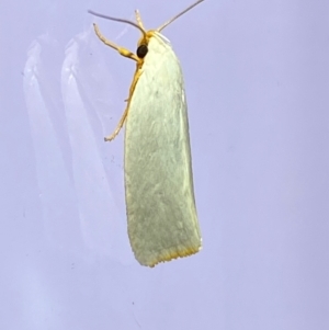 Xylorycta (genus) at QPRC LGA - 25 Jan 2024