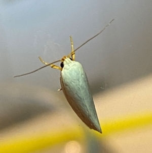 Xylorycta (genus) at QPRC LGA - 25 Jan 2024