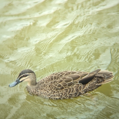 Anas superciliosa (Pacific Black Duck) at Deniliquin, NSW - 25 Jan 2024 by Darcy