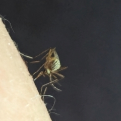 Aedes (Rampamyia) notoscriptus (Striped Mosquito) at Watson, ACT - 25 Jan 2024 by AniseStar