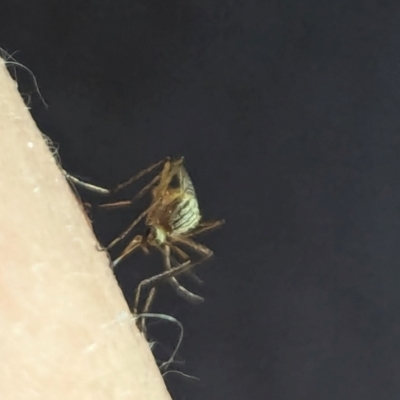 Aedes (Rampamyia) notoscriptus (Striped Mosquito) at Watson Green Space - 25 Jan 2024 by AniseStar