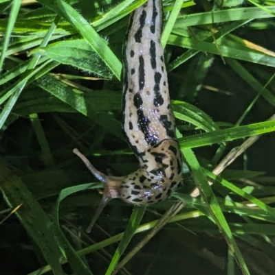 Limax maximus (Leopard Slug, Great Grey Slug) at Watson, ACT - 25 Jan 2024 by AniseStar