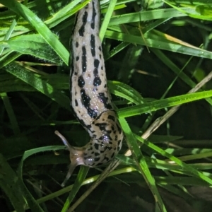 Limax maximus at Watson Green Space - 25 Jan 2024