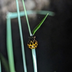 Harmonia conformis (Common Spotted Ladybird) at Watson Green Space - 25 Jan 2024 by AniseStar