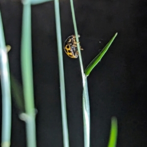 Harmonia conformis at Watson Green Space - 25 Jan 2024