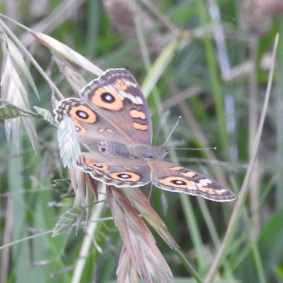 Junonia villida (Meadow Argus) at Kambah, ACT - 25 Jan 2024 by HelenCross