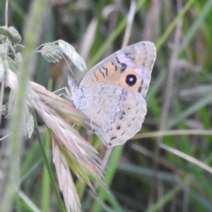 Junonia villida at Kambah, ACT - 25 Jan 2024 07:31 PM