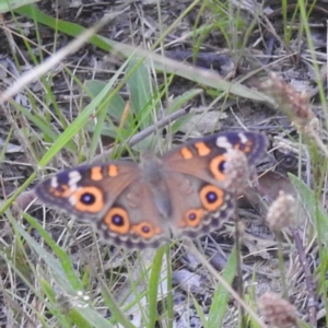 Junonia villida at Kambah, ACT - 25 Jan 2024 07:31 PM