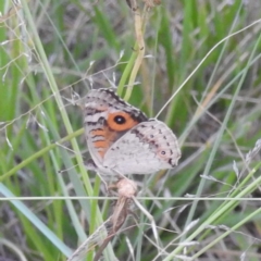 Junonia villida at Kambah, ACT - 25 Jan 2024 07:31 PM