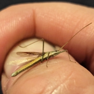 Mutusca brevicornis at Watson Green Space - 25 Jan 2024 10:54 PM