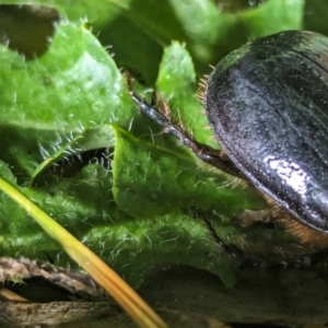 Dasygnathus sp. (genus) at Watson Green Space - 25 Jan 2024