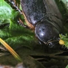 Dasygnathus sp. (genus) at Watson Green Space - 25 Jan 2024