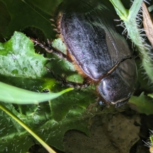 Dasygnathus sp. (genus) at Watson Green Space - 25 Jan 2024