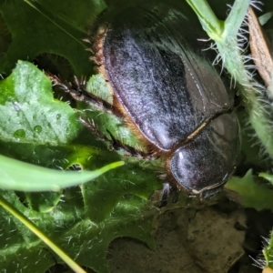 Dasygnathus sp. (genus) at Watson Green Space - 25 Jan 2024