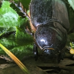 Dasygnathus sp. (genus) at Watson Green Space - 25 Jan 2024