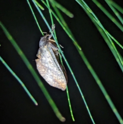 Oncopera (genus) (A Bardie moth) at Watson Green Space - 25 Jan 2024 by AniseStar