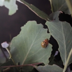 Amorbus alternatus (Eucalyptus Tip Bug) at Watson, ACT - 25 Jan 2024 by AniseStar